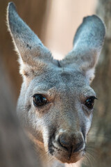 the closed-up kangaroo outdoor portrait 
