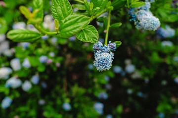 Spring flowering bush with purple flowers, natural background