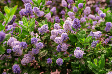 Spring flowering bush with purple flowers, natural background