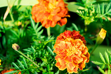Marigold flowers photographed in a flower bed.
