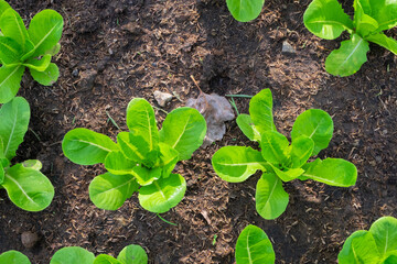 Green Lettuce in backyard, Organic vegetables are grown in plots, fresh salad, healthy food.