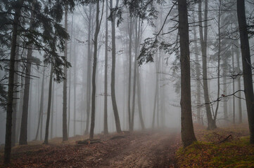 morgendlicher Nebelspaziergang im Wald