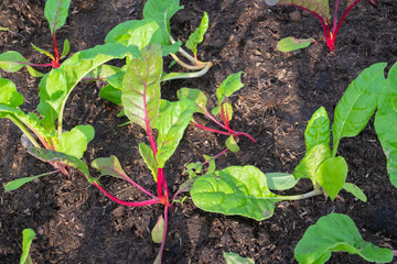 Swiss chard in backyard, Organic vegetables are grown in plots, fresh salad, healthy food.