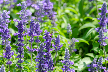 Obraz premium Angelonia Serena flower (Little Turtle Flower) in garden at winter, Flower Field in the Garden, Purple flower at suanluang rama 9.