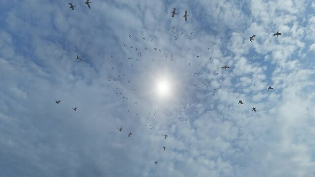 Birds flying in a circle, the sun is seen through the circle that birds are forming