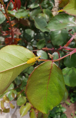 Yellow weevil eating green leaves
