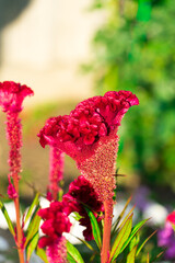 A photo of a flower celosia comb. Largly.