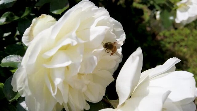 flor abelha