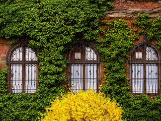 brick wall of old building with three windows covering with green ivy
