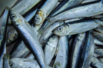 Fresh Baltic herring fish close-up. Macro Photo