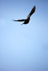 Ein Kolkrabe fliegt am blauen Himmel.