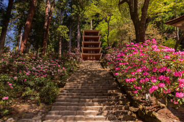 奈良　室生寺の五重塔と石楠花　横位置正面