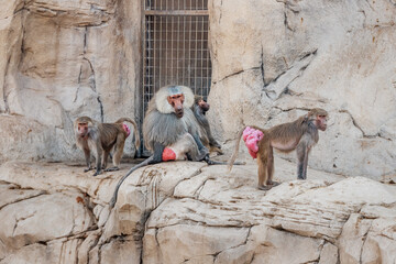 Large herd of female baboons with red swollen folds of skin around the buttocks signaling readiness for mating and conception and the alpha male leader of the pack.