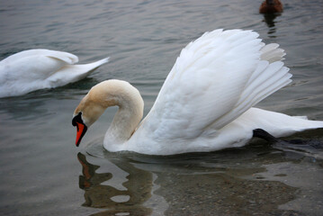 Zwei wei&szlig;e Schw&auml;ne schwimmen im Teich.