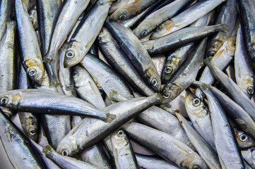 Fresh Baltic herring fish close-up. Macro Photo