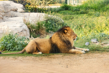 Lazy lion leader lying and resting on a grass, while the female forages for food