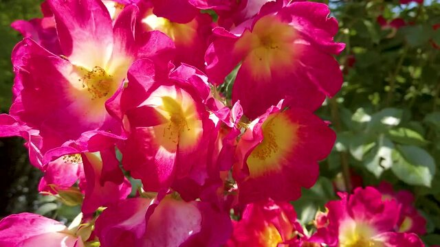 flores