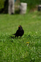beautiful blackbird male perched in a green meadow in the summer