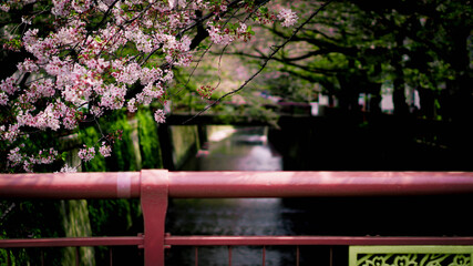 目黒川と桜