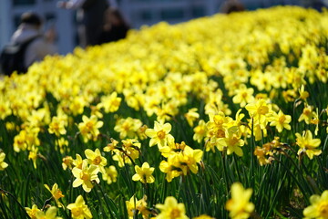 South Korea, Busan, Oryukdo Islands Park, narcissus, 한국, 부산, 오륙도 공원, 수선화