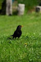 male of common blackbird in the green grass in the spring sun