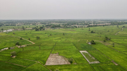 drone photo rice field with mountain landscape.