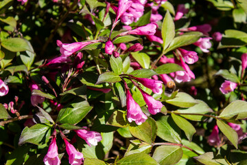  Bright pink Mirabilis jalapa flowers adorn the autumn garden