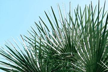 Beautiful tropical foliage in green color. Palm leaves on blue sky background. Nature background for your design. Selective focus.