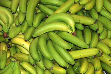 PLÁTANOS DE CANARIAS