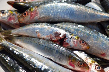 SARDINAS A LA PLANCHA