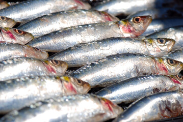 SARDINAS A LA PLANCHA