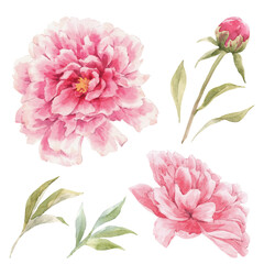 Beautiful floral set with hand drawn watercolor gentle pink peony flowers. Stock illuistration. © Zenina-Lembrik