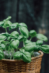 organic basil in the pot