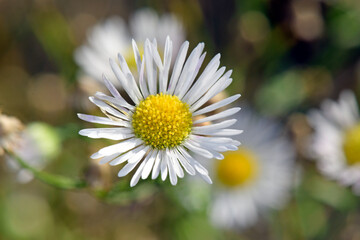 Einjähriges Berufkraut // annual fleabane, daisy fleabane (Erigeron annuus)