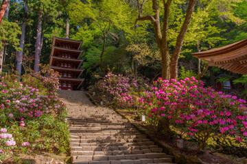 奈良　室生寺の五重塔と石楠花　横位置斜め