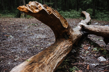 Obraz premium .broken tree natural disaster