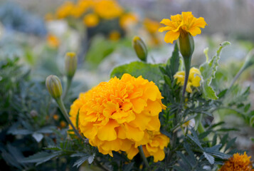 yellow marigolds