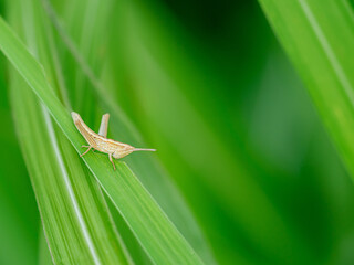 食事中のバッタの幼虫
