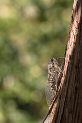 A singing cicada (Tibicen haematodes) sits on a branch in a sunny, summer day.