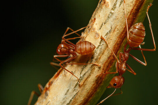 Red ants on the branches with nature background,Selective focus,close up