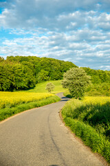 Country road meanders through the forest