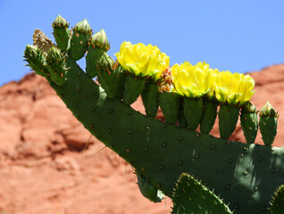 prickly pear cactus in bloom with beautiful yellow flowers against the eroded red sandstone of valley of fire state park near overton, nevada