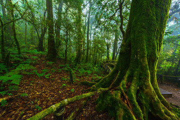 Beautiful forest path 
