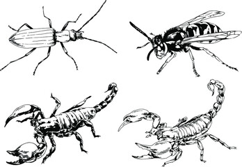 vector drawings sketches different insects bugs Scorpions spiders drawn in ink by hand , objects with no background	
