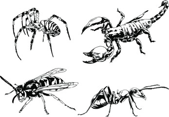 vector drawings sketches different insects bugs Scorpions spiders drawn in ink by hand , objects with no background	
