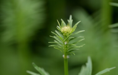 Knospe eines Arznei-Baldrians