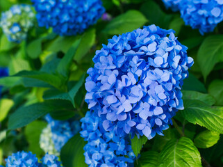 梅雨時期の紫陽花の花のアップ
