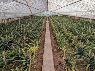 Ananas planteen on the Azores