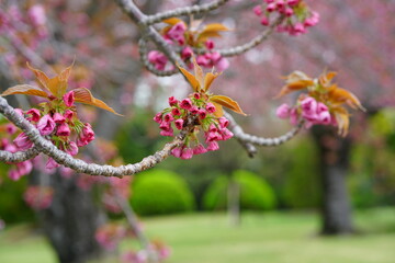 South Korea, Busan, UN memorial Park, Double Cherry Blossoms, 한국, 부산, UN기념공원, 겹벚꽃