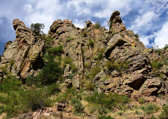 big horn sheep climbing rocks in waterton canyon,  littleton, colorado